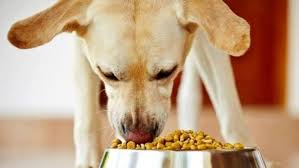 Pet Expert Dog Foods