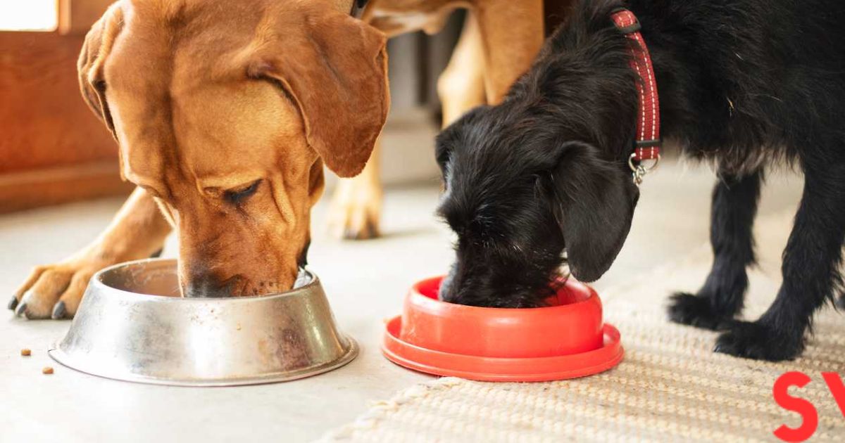 Love Your Pet Feed Them The Best Dog Food